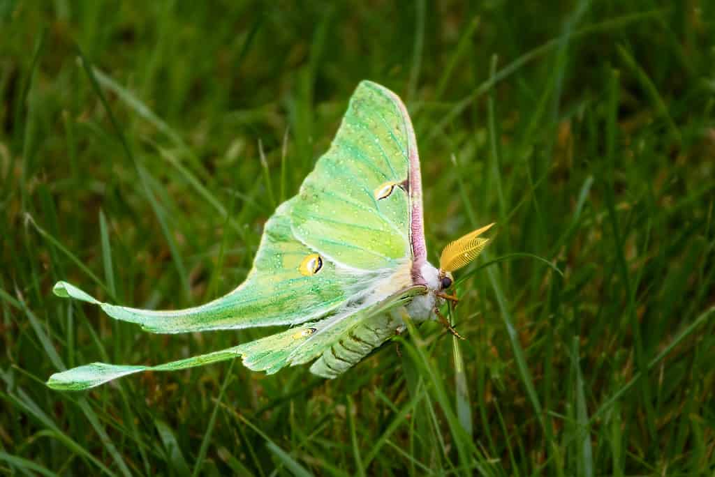 A bright green luna moth , in silhouette. The moth is facing right.It has two yellow antennae visible on top of its head. They look like yellow feathers. It is perched on a blade of grass.