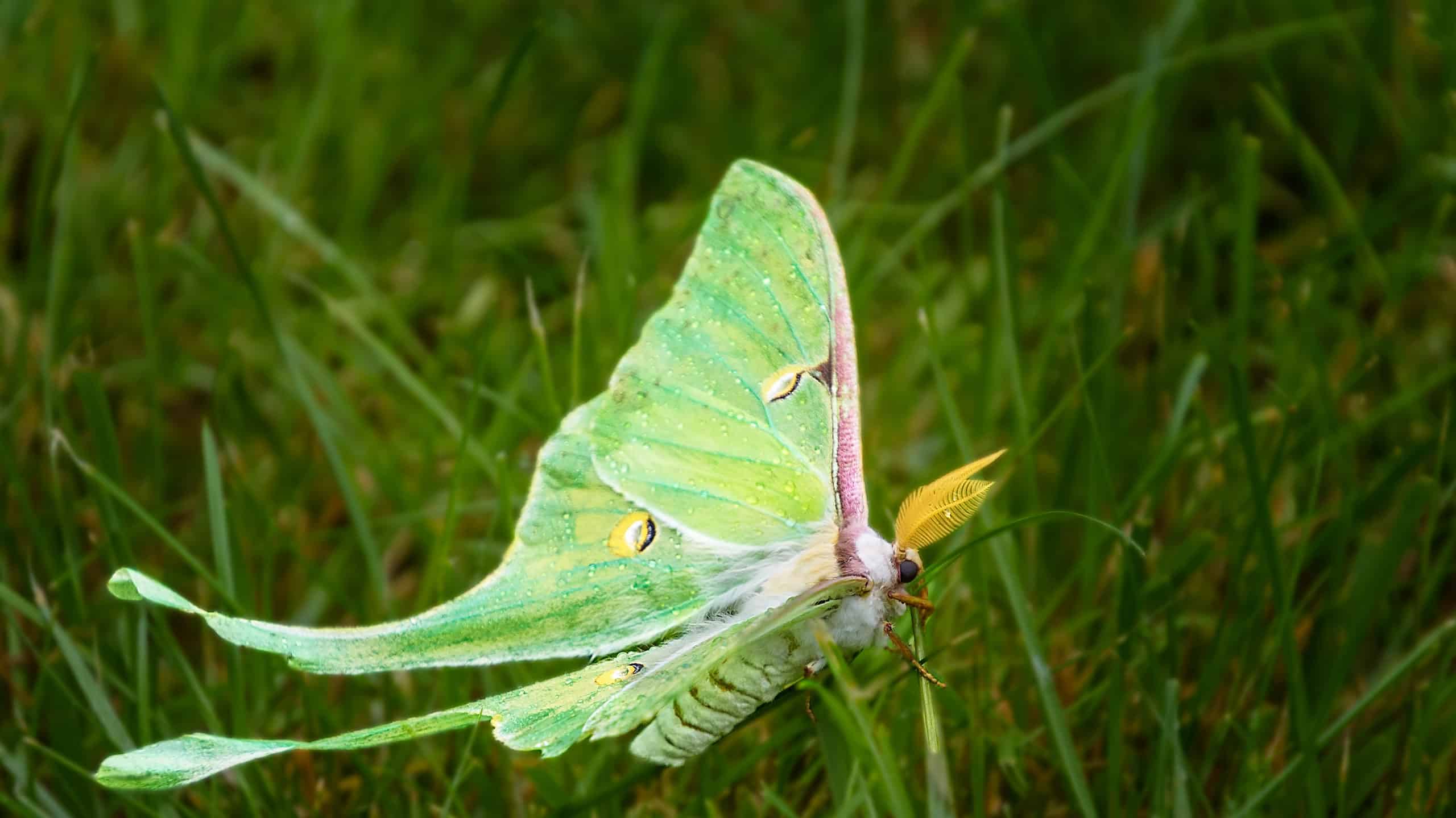 A bright green luna moth , in silhouette. The moth is facing right.It has two yellow antennae visible on top of its head. They look like yellow feathers. It is perched on a blade of grass.