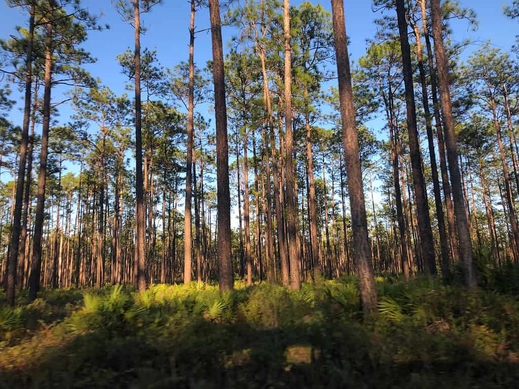 Apalachicola National Forest