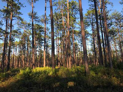 Discover the Largest Forest in Florida (And What Lives Within) - A-Z ...