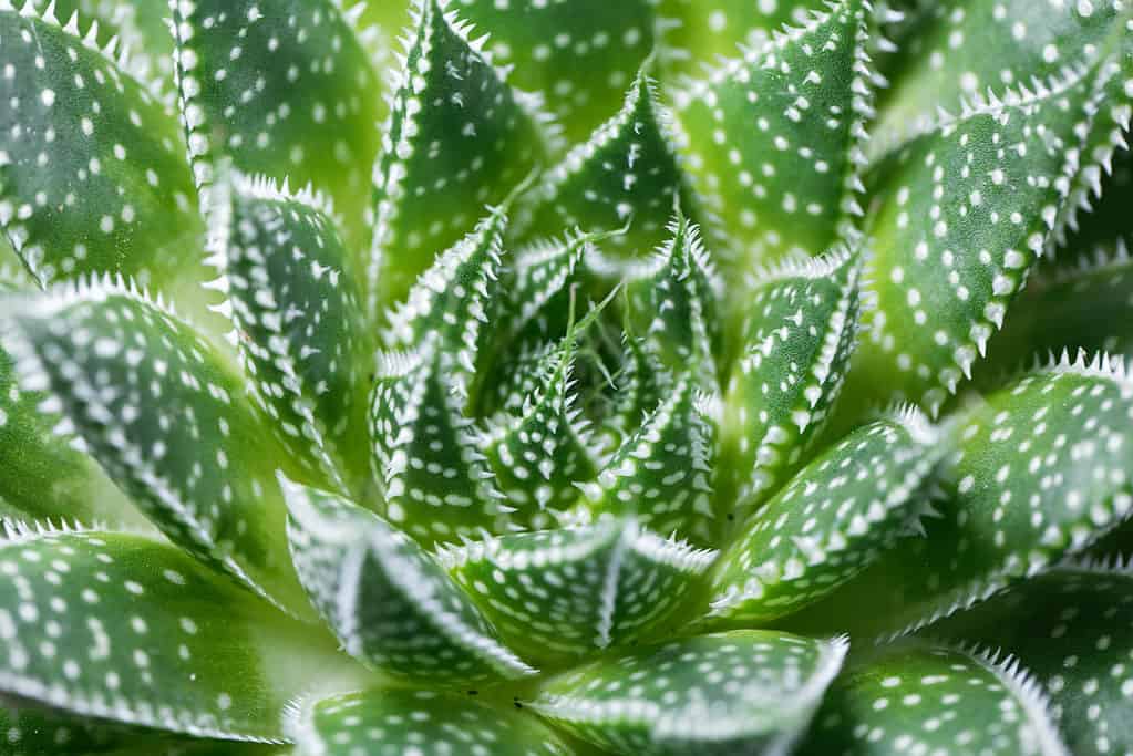 Lace aloe, Aloe aristata