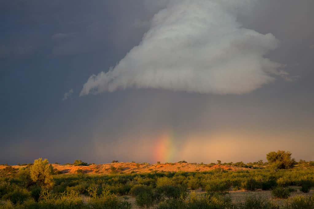 Colors and contrasts of lights in the Kalahari desert during the rainy season, make it a unique and wonderful place, Kgalagadi Transfrontier Park, Kalahari desert, South Africa.