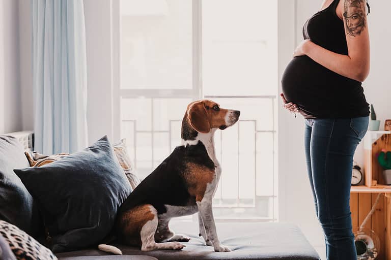 Beagle dog with pregnant parent