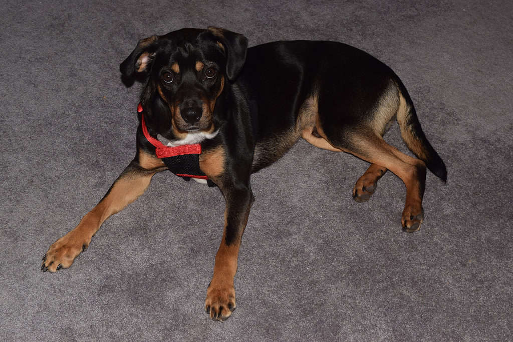 rottweiler dachshund beagle mix