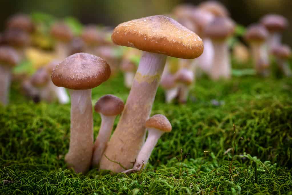 Almiraria melea, honey mushrooms have longer and thicker stalks than skullcaps.