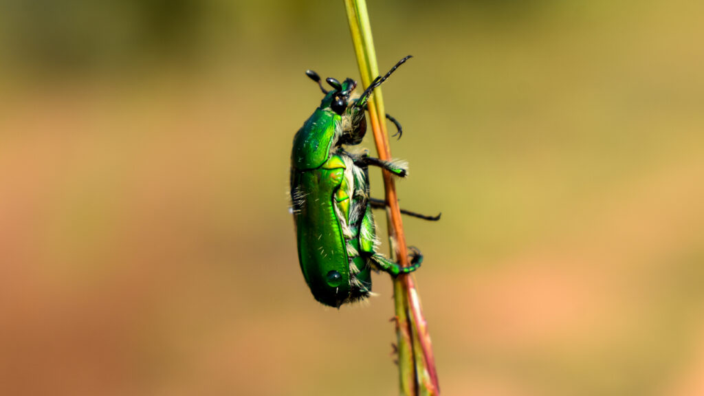 Green June beetle isolated