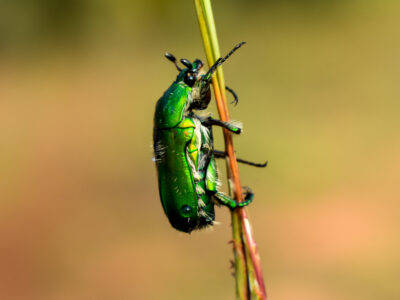 A Green June Beetle