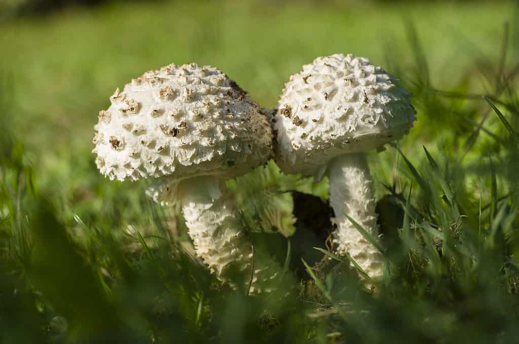 White lepidella mushroom growing on green grass, Amanita vittadinii