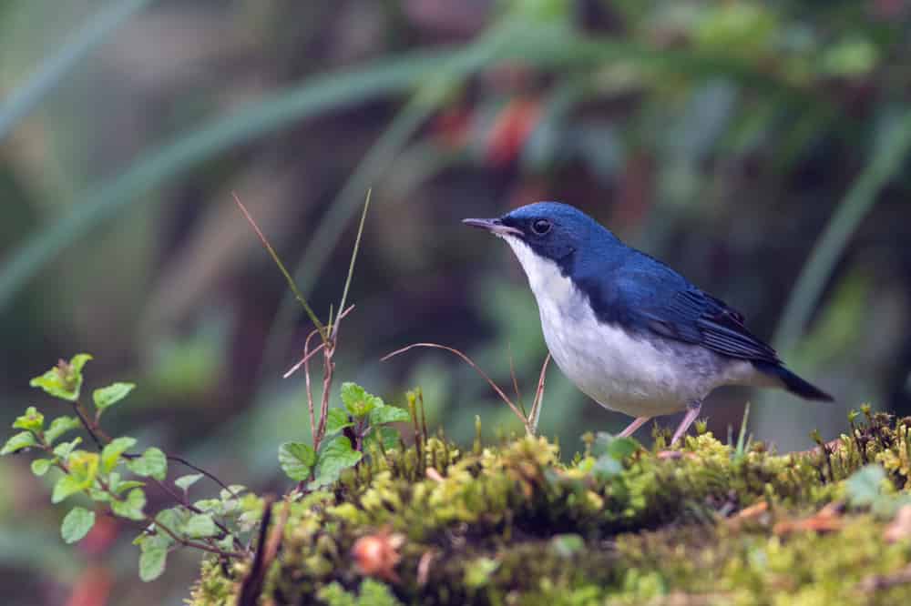 siberian blue robin