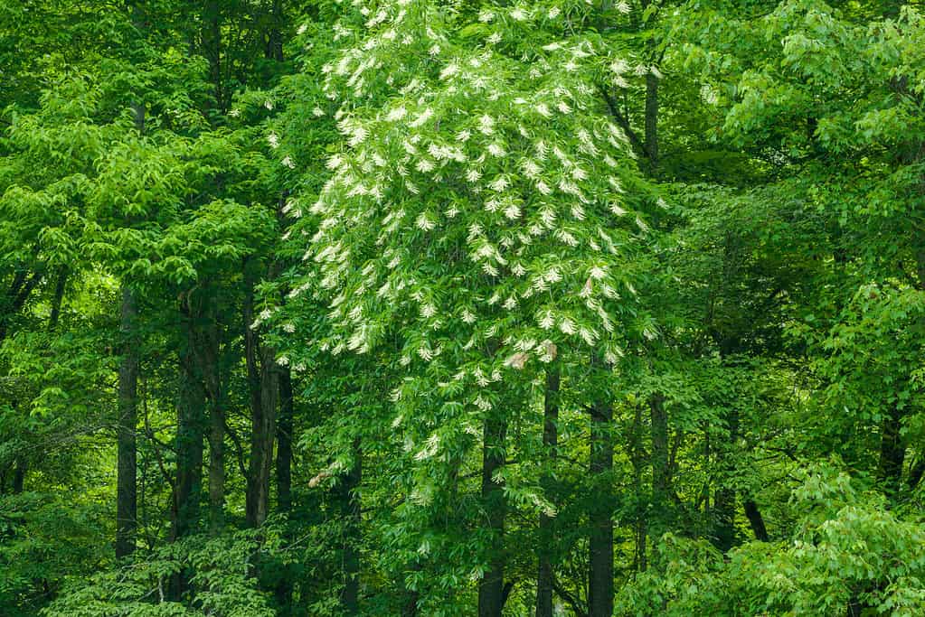 Sourwood tree