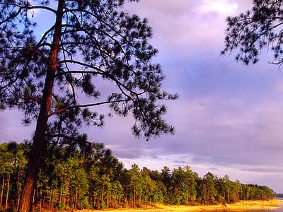 A Discover the Largest Forest in South Carolina (And What Lives Within It)