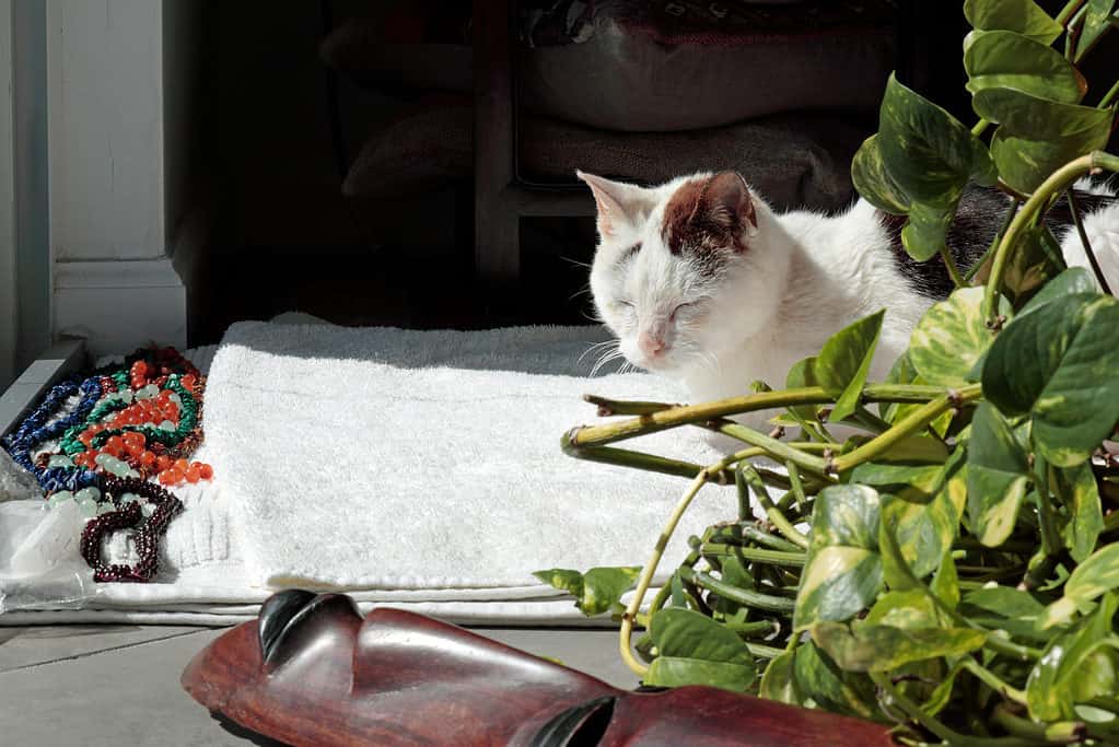 Chewing on pothos leaves can damage your pet's mouth, throat and digestive tract