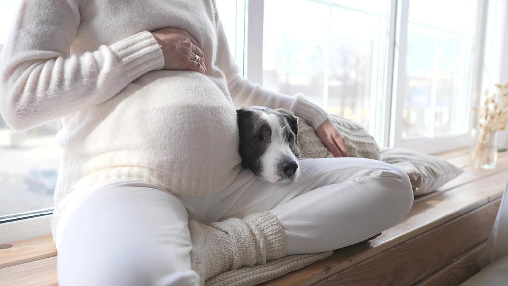 Dog can sense pregnancy and become protective