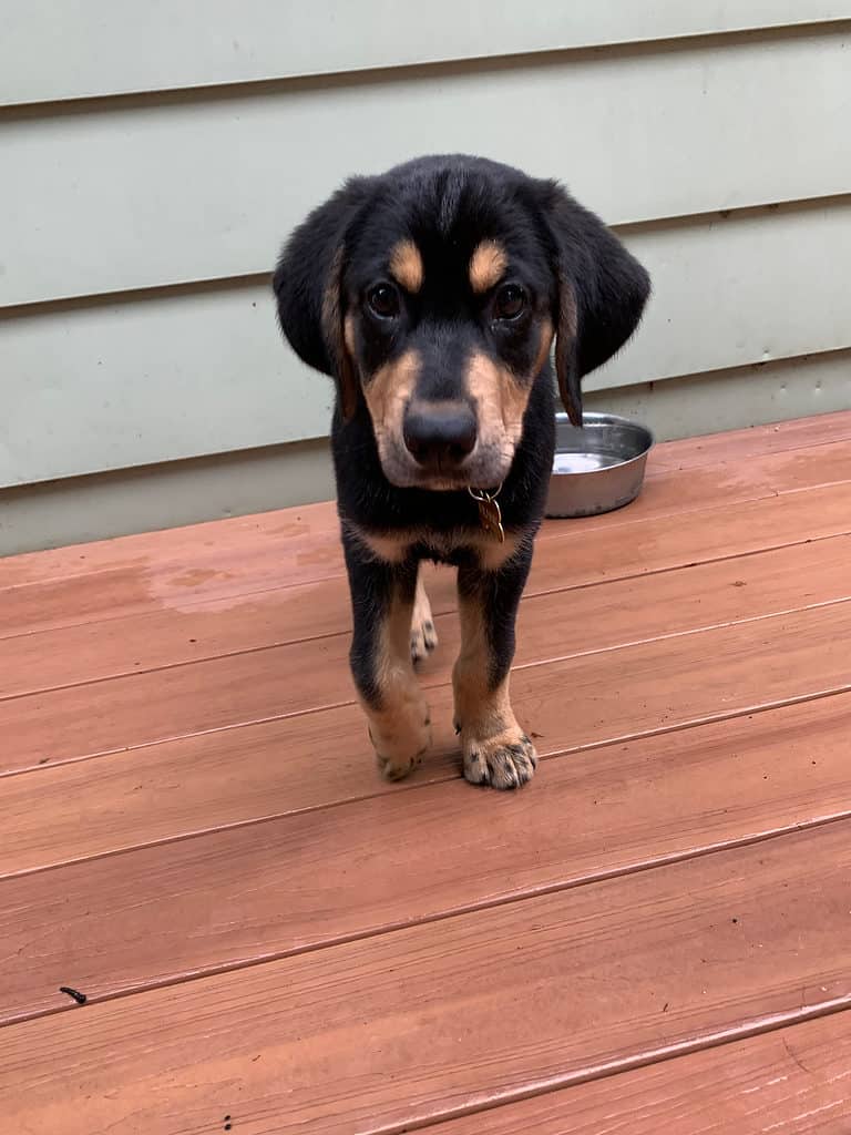 Reagle puppy on a patio