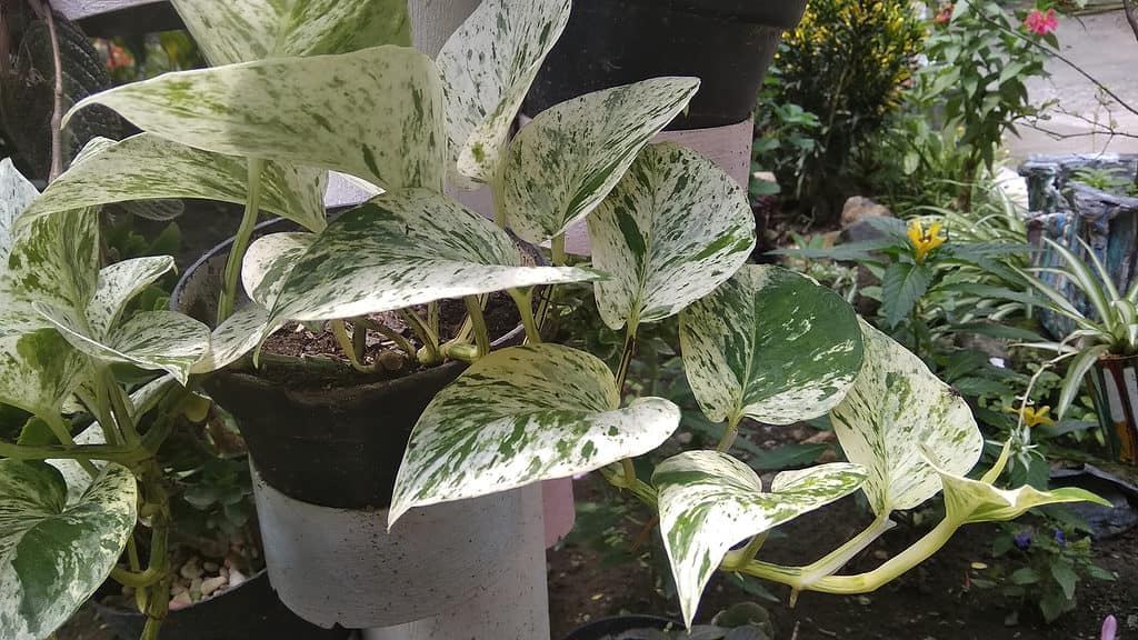 Epipremnum aureum 'Marble Queen' , Marble queen pothos