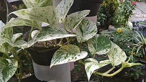 Discover 3 Types of Rare Pothos Picture