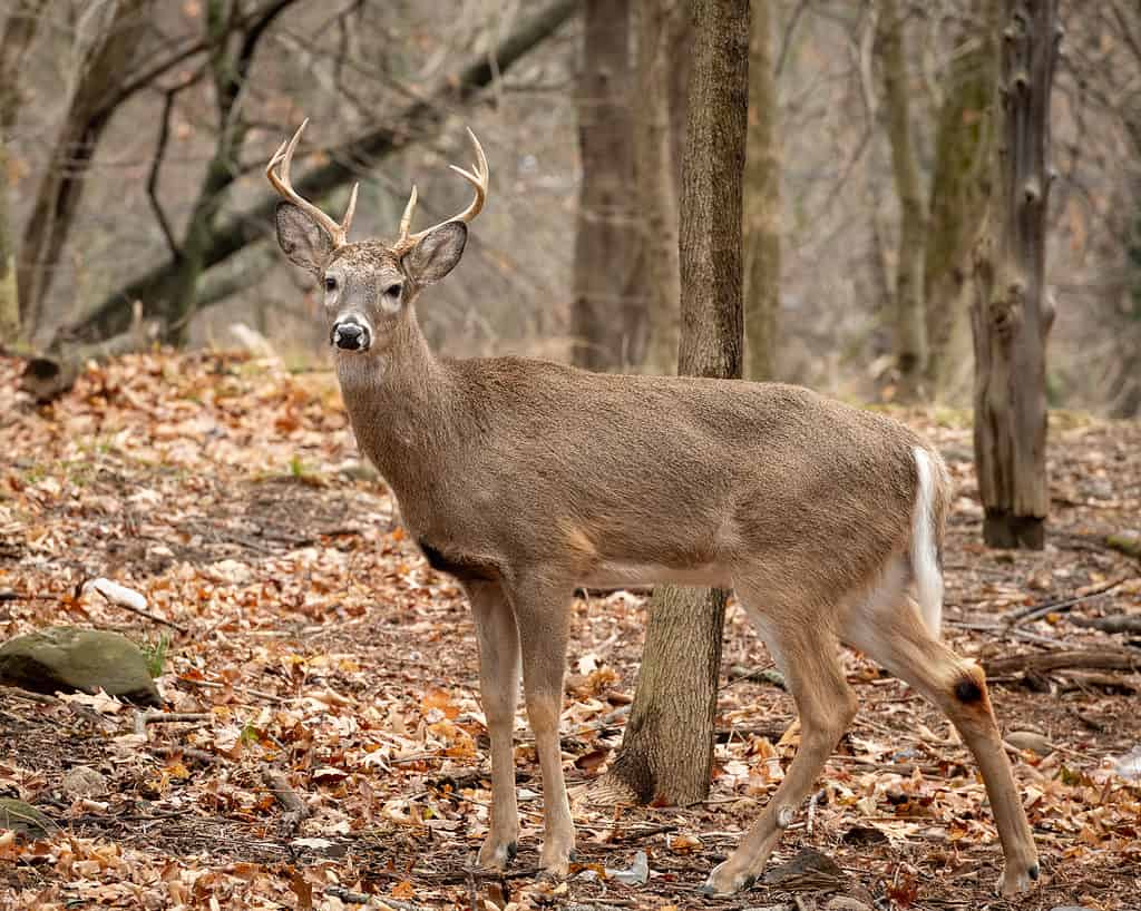 White-tailed deer in the forest; animals that eat mushrooms