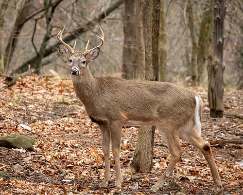 Deer Size Comparison: Just How Big Do the Different Types Get? - NTA Exam