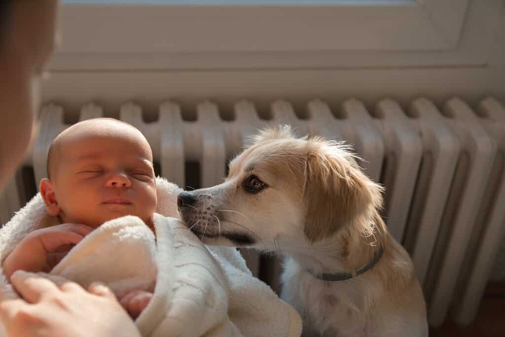 dog meets baby