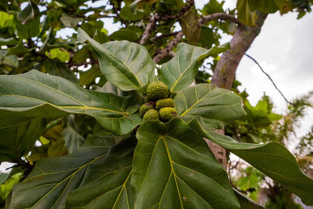 Selective focus images of Fiddle-leaf fig trees or Ficus lyrata. Photographed in close range with low lights.