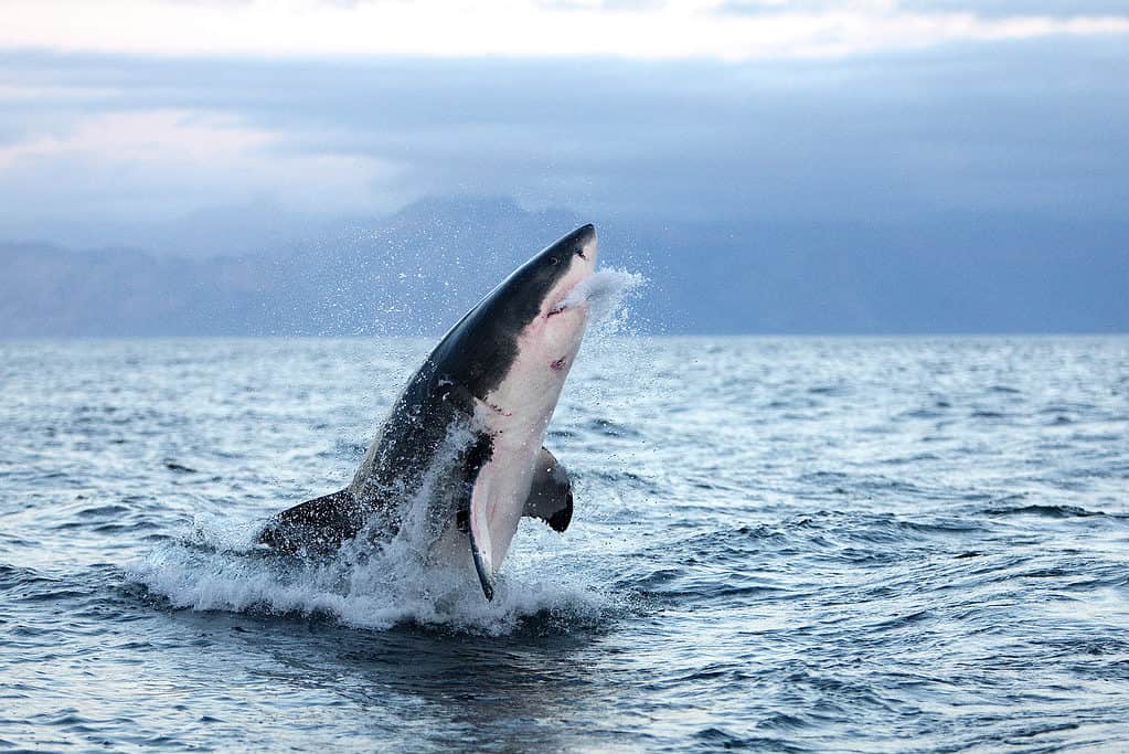 See A Great White Leap From The Water and Almost Hit a Child In