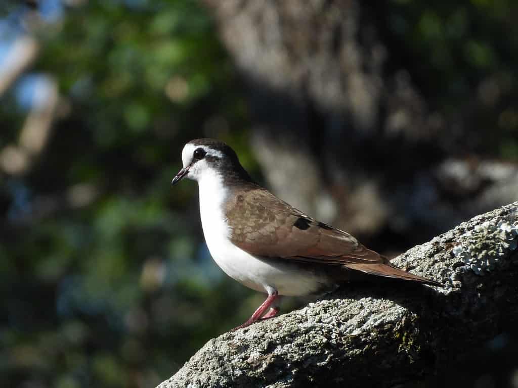 Tambourine dove posing on a branch
