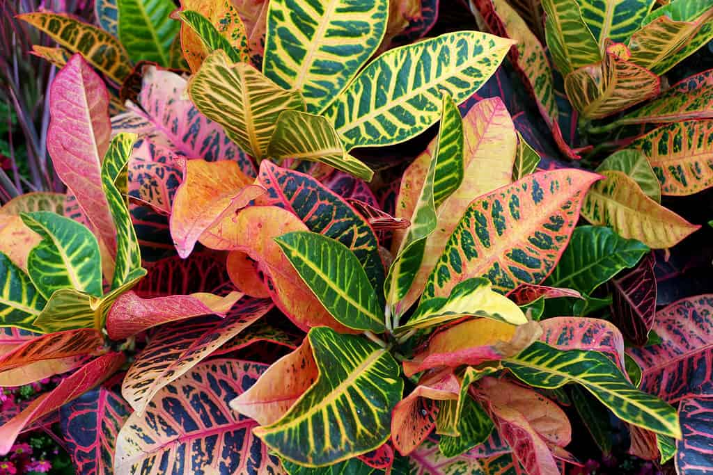 A closeup of the colorful leaves of the Petra croton. Crotons are a very easy houseplant a propagate in water.