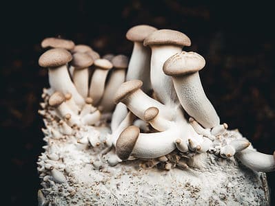 A Do Mushrooms Share DNA With Humans?