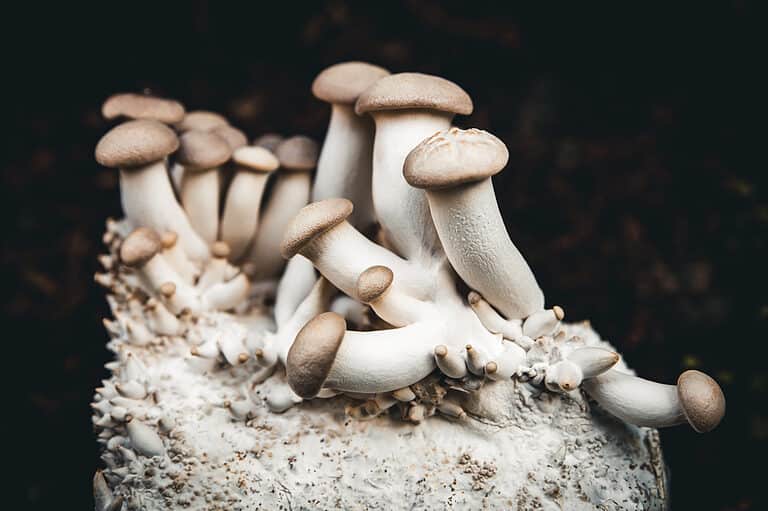 King Oyster Mushrooms