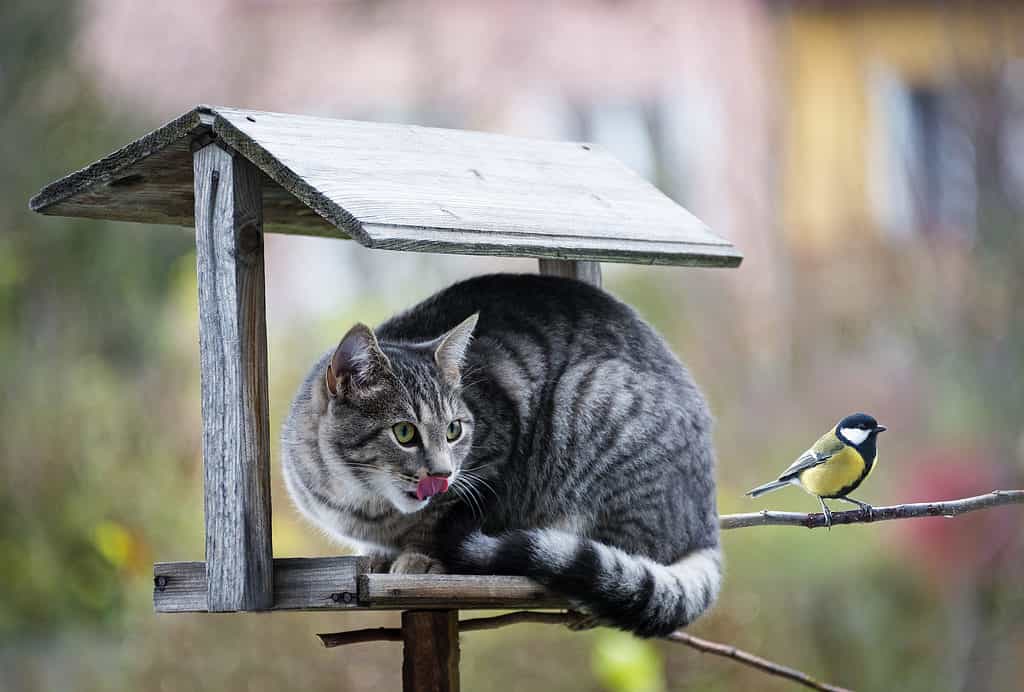 Cat perched on a bird house hunting a bird