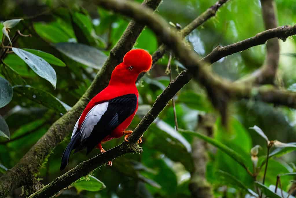 Andean Cock of the Rock - Rupicola peruviana, iconic colored bird from Andean mountains, Mindo, Ecuador.