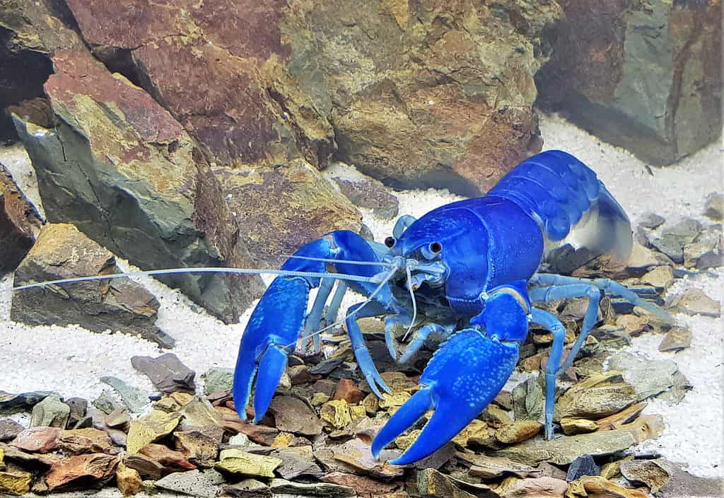 Cherax destructor — common yabby