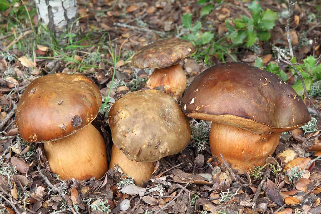 Bolete mushrooms, Boletus aureus