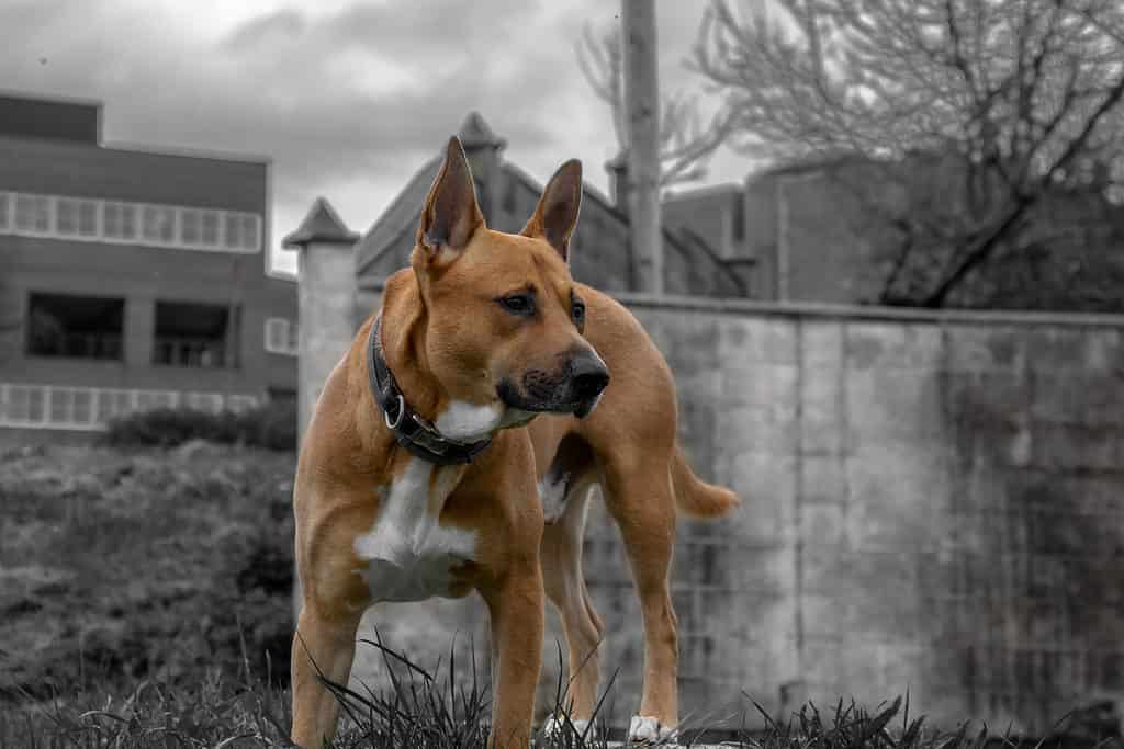 American Staffordshire terrier and Belgian Malinois mix isolated