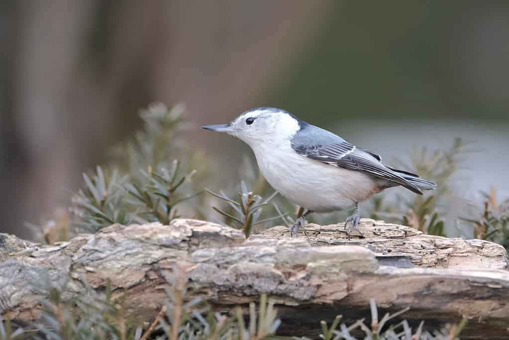 white breasted nuthatch