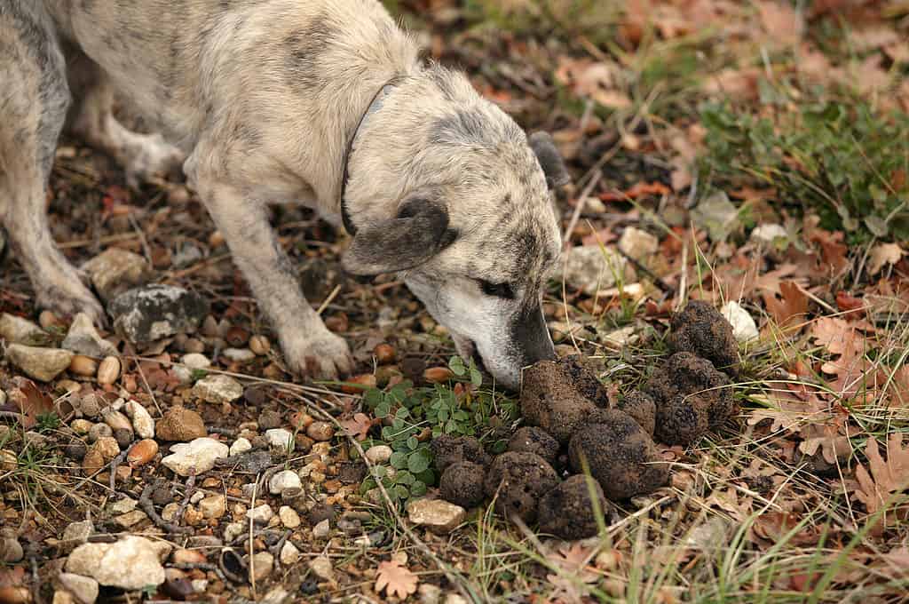 Dog truffle gathering