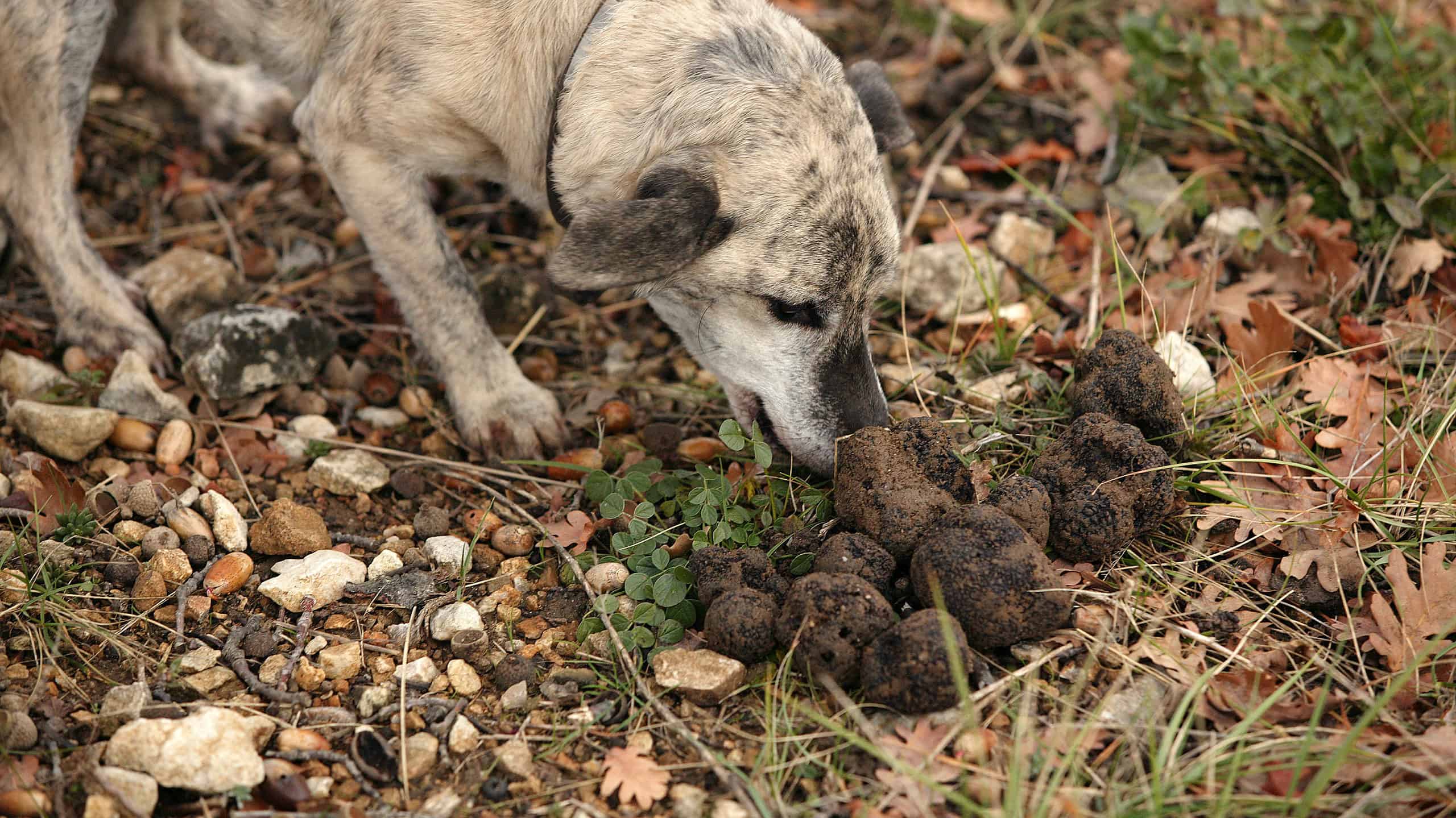 Dog truffle gathering