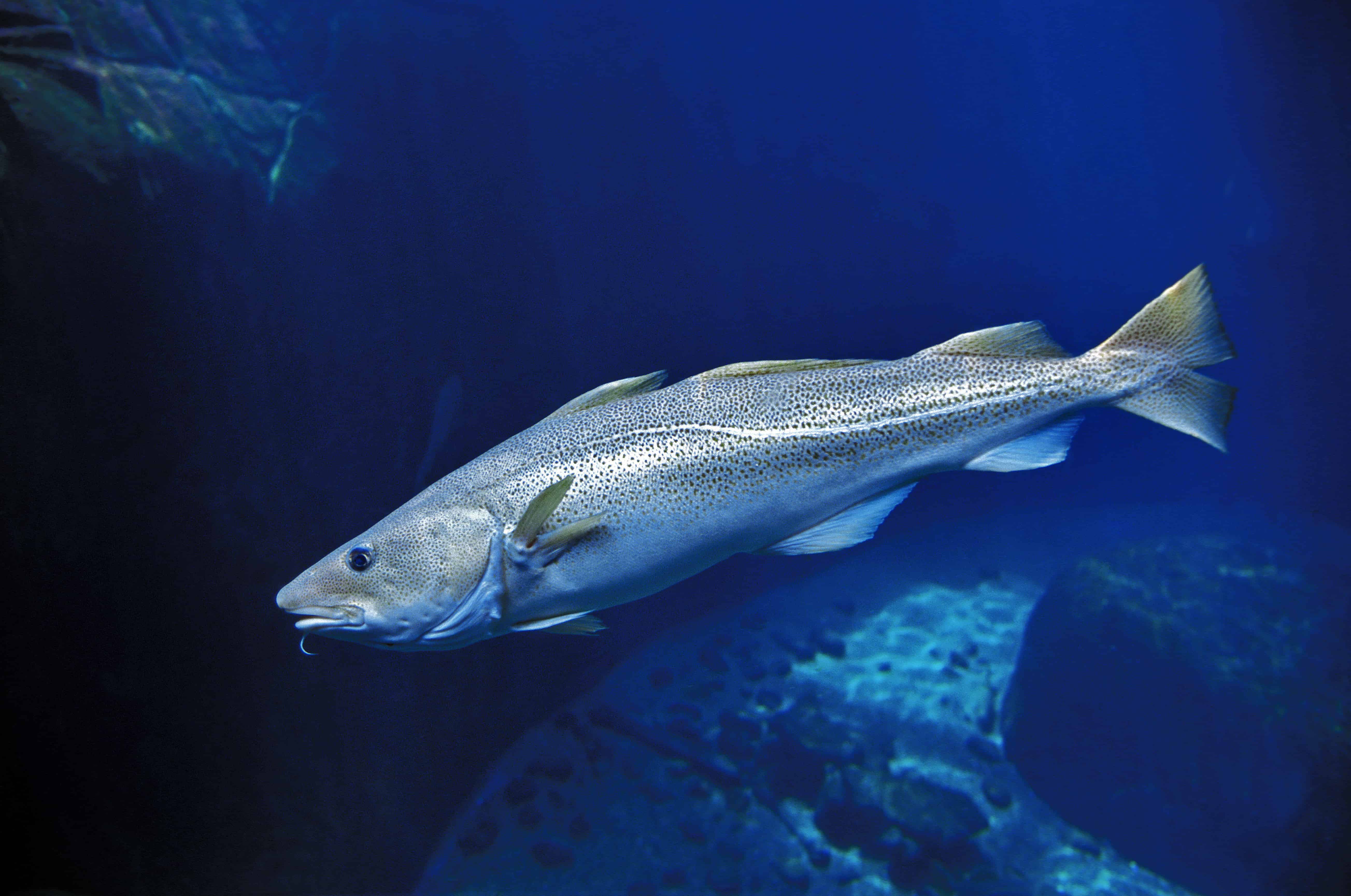 A Atlantic Cod