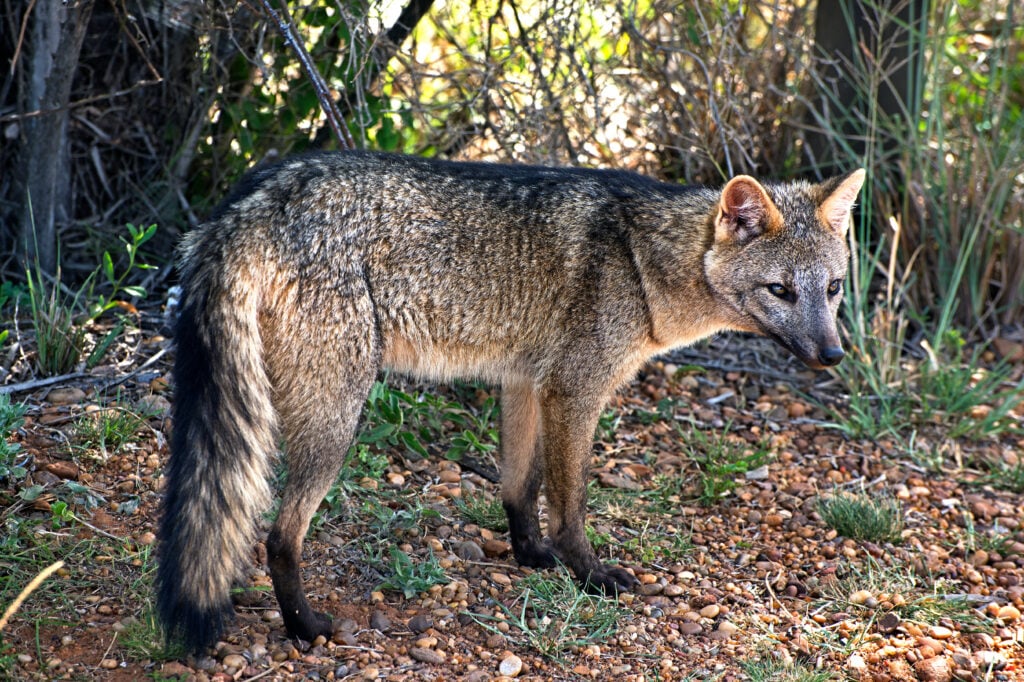 Crab-eating fox in National Park El Palmar, Province Entre Ríos, Argentina