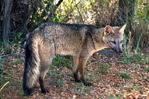 Crab-eating fox in National Park El Palmar, Province Entre Ríos, Argentina