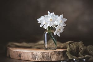 4 Delightful Types of Paperwhite Daffodils Picture