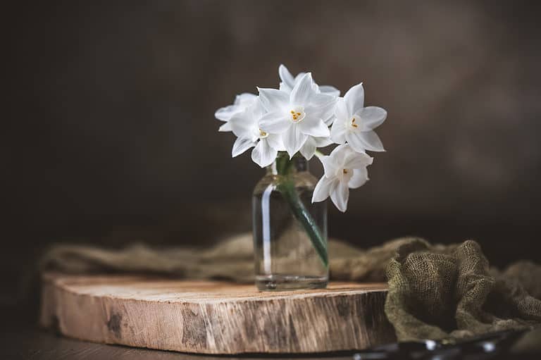Paperwhite Tazetta Daffodils