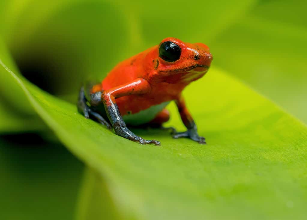 One of the most poisonous frogs, the strawberry dart frog sitting on a green leaf. 