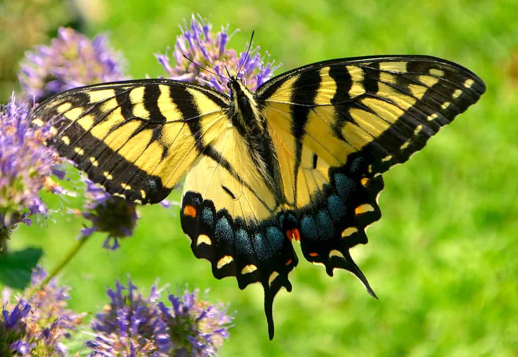 photograph of an eastern tiger swallowtail butterfly. The butterfly is feeding from a purple flower. The butterfly is light oranger and biack striped.