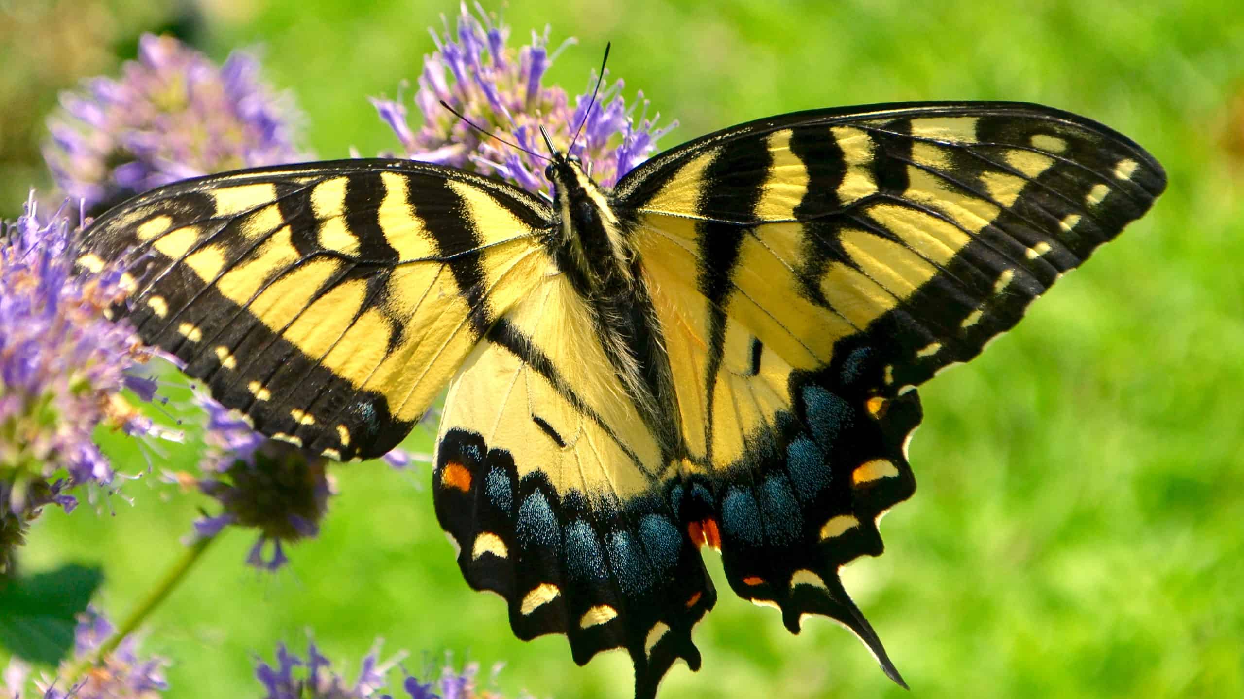 photograph of an eastern tiger swallowtail butterfly. The butterfly is feeding from a purple flower. The butterfly is light oranger and biack striped.