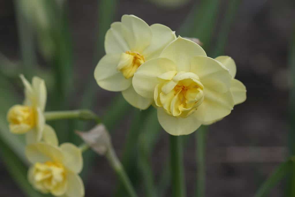 'Cheerfulness' Double Daffodil