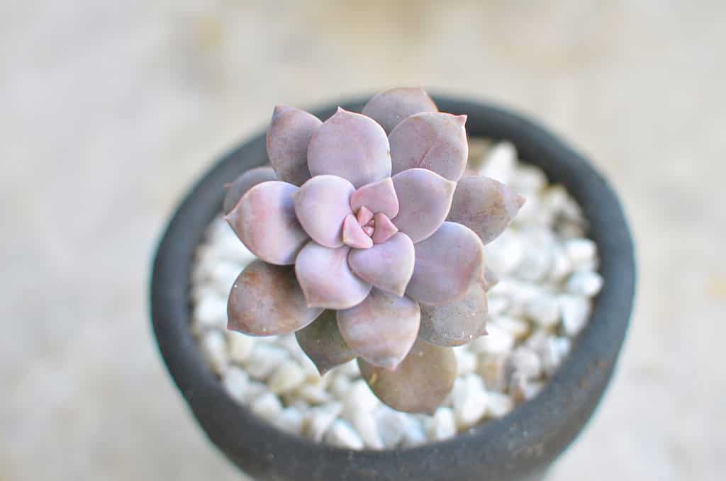 Graptopetalum superbum succulent has  lavender to pinkish purple leaves 