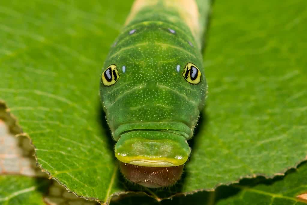 A photograph of an Eastern tiger swallowtail caterpillar facing the camera. the caterpillar is green on a green leaf. It has two ey spots and a big mouth.