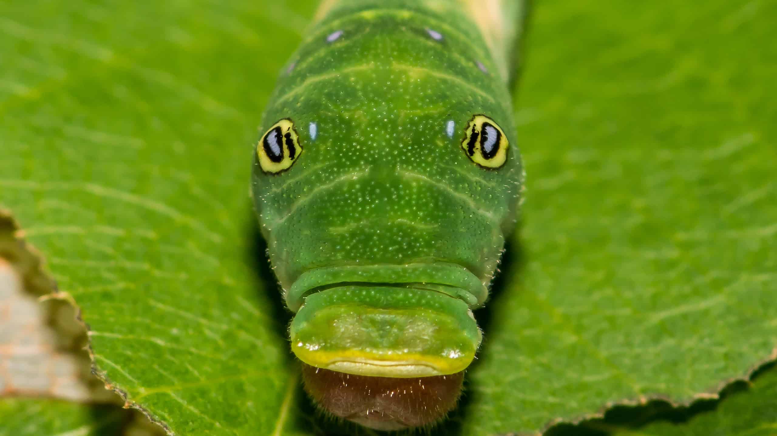 A photograph of an Eastern tiger swallowtail caterpillar facing the camera. the caterpillar is green on a green leaf. It has two ey spots and a big mouth.