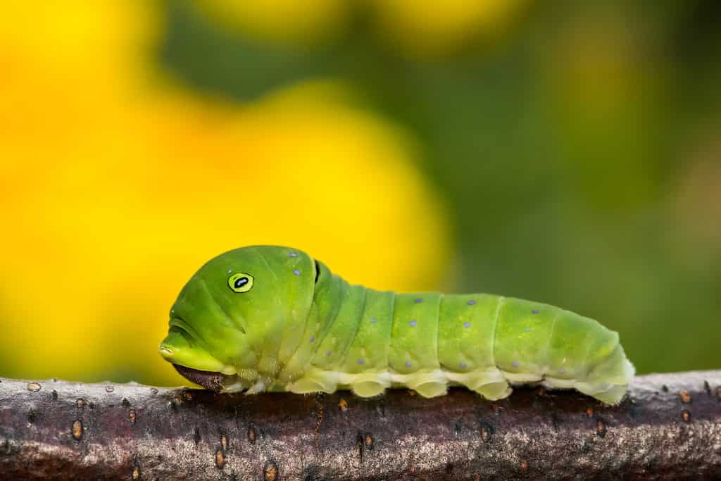 An incredibly cute Eastern tiger swallowtail caterpillar. The caterpillar is bright green with black and white eyespots.